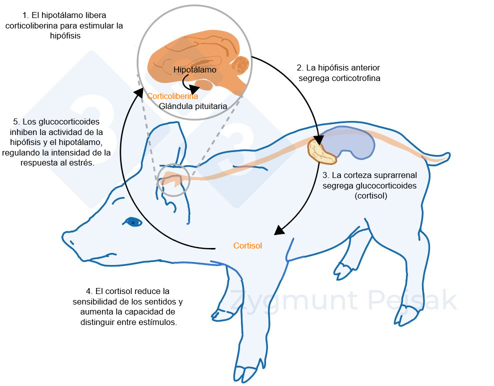 <p>Figura 2. Minutos u horas despu&eacute;s de que se produzca el estr&eacute;s, se activa el eje hipotal&aacute;mico-hipofisario-suprarrenal (HPA). La hip&oacute;fisis segrega corticotrofina que, al llegar a la corteza suprarrenal, provoca la secreci&oacute;n de glucocorticoides, entre ellos el cortisol. Los glucocorticoides inhiben la actividad de la hip&oacute;fisis y el hipot&aacute;lamo, gracias a lo cual regulan la intensidad de la respuesta al estr&eacute;s. El cortisol se ha utilizado ampliamente como marcador de estr&eacute;s en cerdos, tambi&eacute;n como prueba no invasiva a partir de la saliva.</p>
