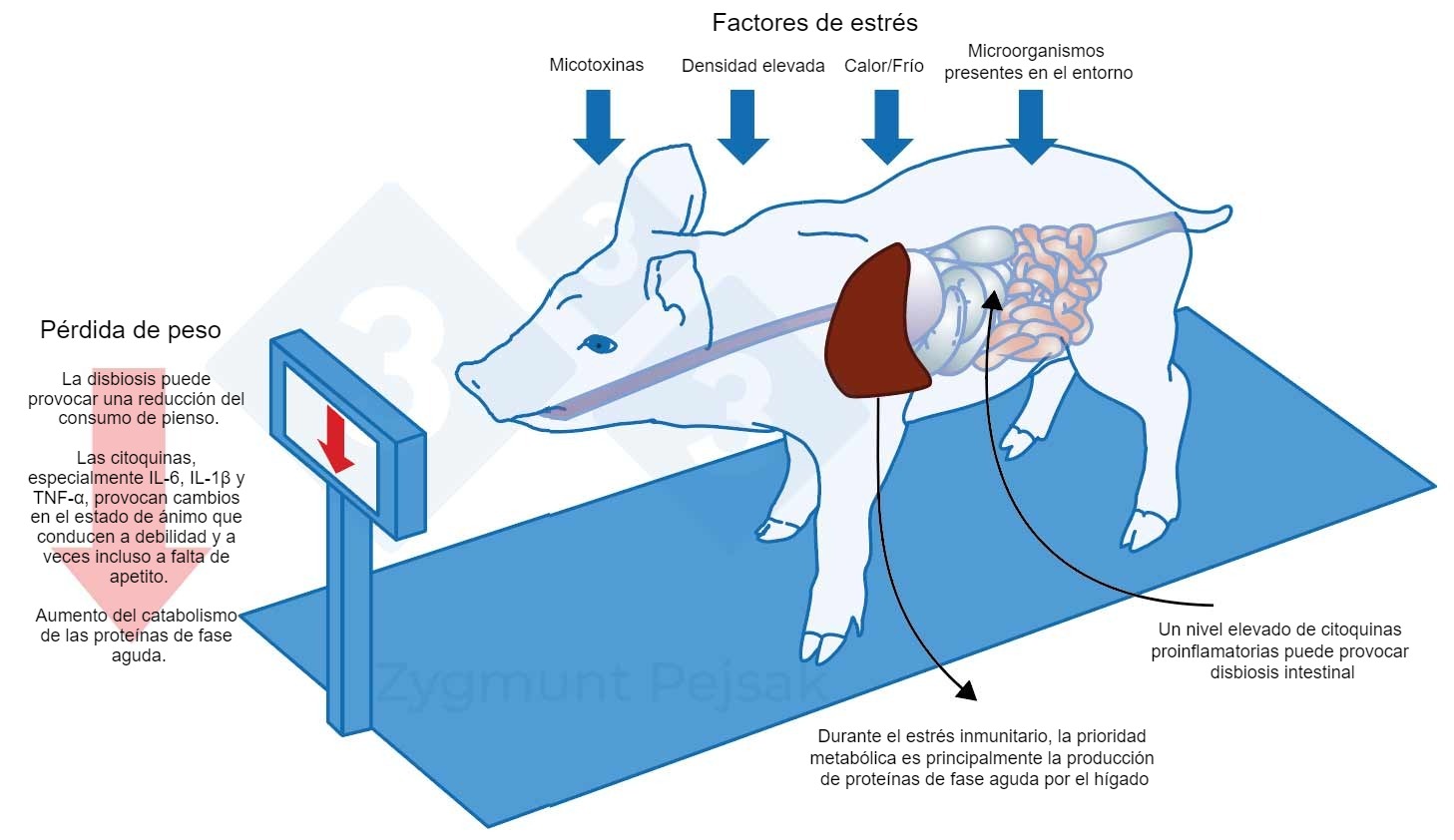 <p>Figura 3.&nbsp; Uno de los costes extra de una alerta prolongada es la disminuci&oacute;n del apetito y, en consecuencia, un periodo de engorde m&aacute;s largo. Dado que la presi&oacute;n de los factores de estr&eacute;s ambiental afecta de forma diferente a cada animal, se producir&aacute; una diferenciaci&oacute;n en el peso de los lechones destetados o cerdos de engorde de la misma edad. La diferenciaci&oacute;n de peso entre animales de la misma edad puede tener graves consecuencias econ&oacute;micas. Adem&aacute;s, especialmente en animales j&oacute;venes, una dieta que no contenga nutrientes esenciales para reforzar la resistencia antiinfecciosa puede hacer que los animales sean m&aacute;s vulnerables.</p>
