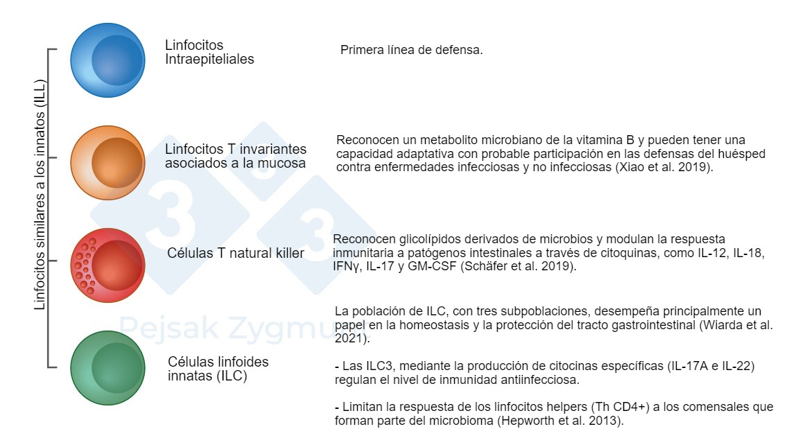 <p>Figura 2. Entre los GALT podemos distinguir algunas poblaciones fundamentales:&nbsp;Los linfocitos similares a los innatos (ILL) se localizan en el intestino delgado y, en menor medida, en el intestino grueso, desempe&ntilde;an un papel importante como la producci&oacute;n de citocinas, mol&eacute;culas citot&oacute;xicas y p&eacute;ptidos antimicrobianos (Hepworth et al., 2013; Sch&auml;fer et al., 2019; Wiarda et al., 2020; Wiarda et al., 2021; Xiao et al., 2019).</p>
