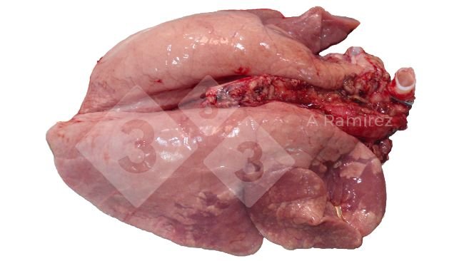 Figura 2. Consolidaci&oacute;n pulmonar craneoventral frecuente en las infecciones por influenza A no complicadas. Estas lesiones son similares a las causadas por Mycoplasma hyopneumoniae.
