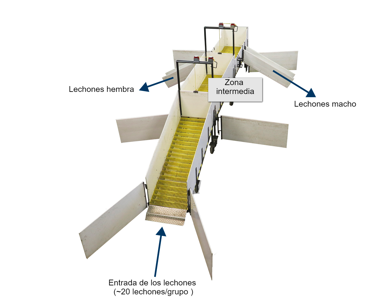 <p>Figura 2. Al eliminar&nbsp;la necesidad de que el personal recoja desde el suelo a&nbsp;los lechones se&nbsp;reduce el estr&eacute;s tanto de los animales como del personal de la granja, mejorando as&iacute;&nbsp;las condiciones de trabajo.</p>
