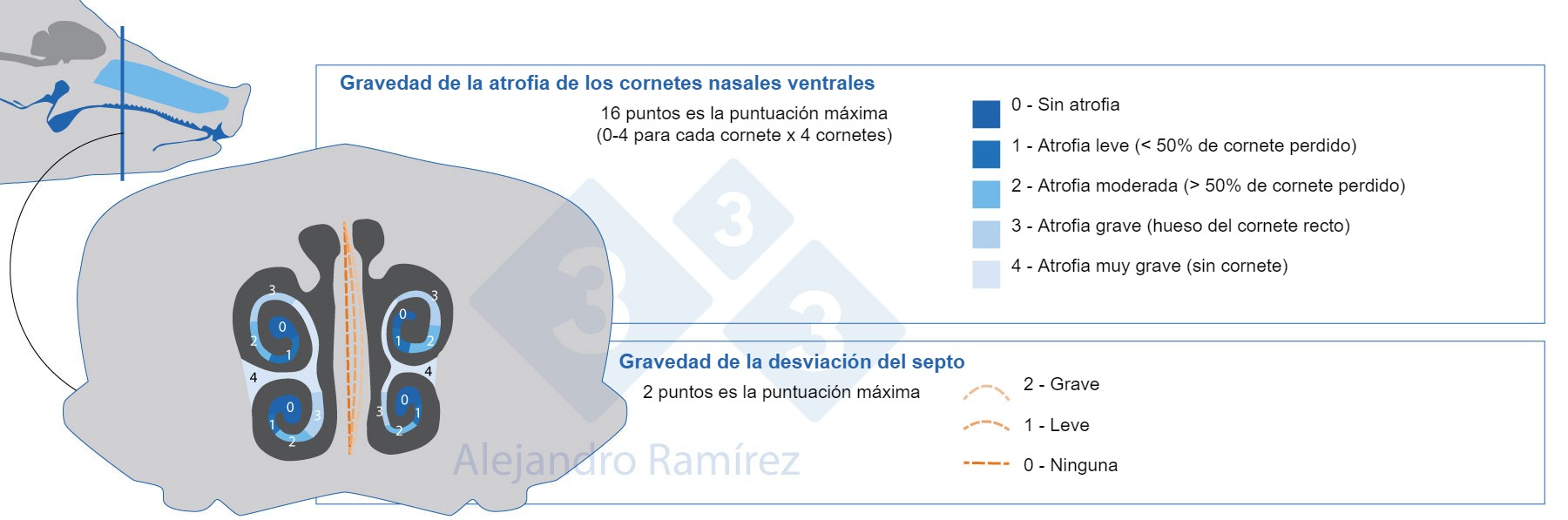 Método de la Farmacopea Europea para evaluar las lesiones de los cornetes