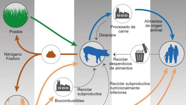 Alimentaci&oacute;n animal y One Health. Modificado a partir de&nbsp;Shurson y&nbsp;Urriola 2022.

