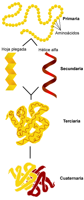 estructura proteínas