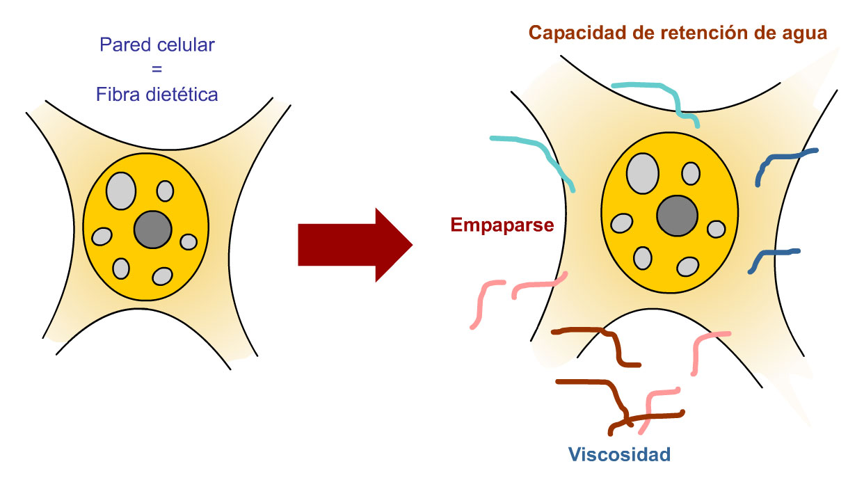 Figura 1. Las propiedades de hidrataci&oacute;n se caracterizan por la capacidad de empaparse, la solubilidad y la capacidad de retenci&oacute;n de agua (WBC, water binding capacity). La primera parte del proceso de solubilizaci&oacute;n de los pol&iacute;meros es el empapar, en la que el agua entrante esparce las macromol&eacute;culas hasta que est&aacute;n completamente extendidas y dispersas. La mayor&iacute;a de los polisac&aacute;ridos dan soluciones viscosas si se disuelven en agua. La viscosidad depender&aacute; de la estructura qu&iacute;mica, el peso molecular del pol&iacute;mero y de la concentraci&oacute;n.
