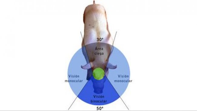0811-1adalmau-vision-fig1