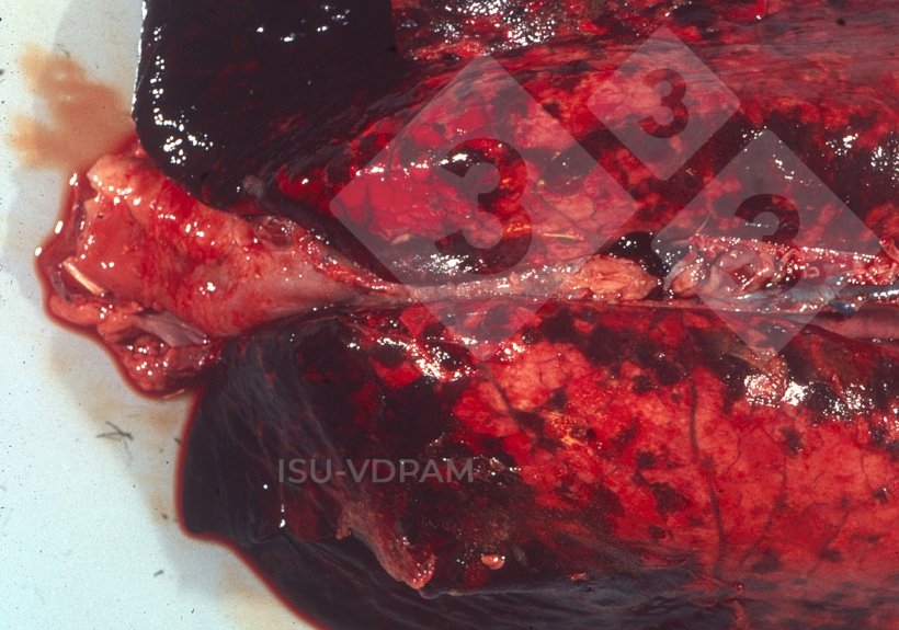Figura 1: Lesiones pulmonares necrohemorr&aacute;gicas t&iacute;picas asociadas con la infecci&oacute;n caracter&iacute;stica por APP.&nbsp;Fuente:&nbsp;ISU-VDPAM.
