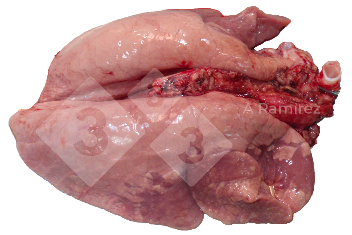 <p>Figura 2. Consolidaci&oacute;n pulmonar craneoventral frecuente en las infecciones por influenza A no complicadas. Estas lesiones son similares a las causadas por <em>Mycoplasma hyopneumoniae</em>.</p>
