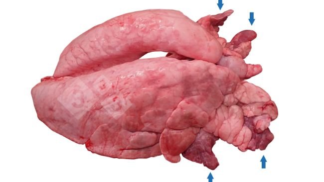 Figura 1.&nbsp;Consolidaci&oacute;n pulmonar cr&aacute;neo-ventral (CPCV) en cerdos.
