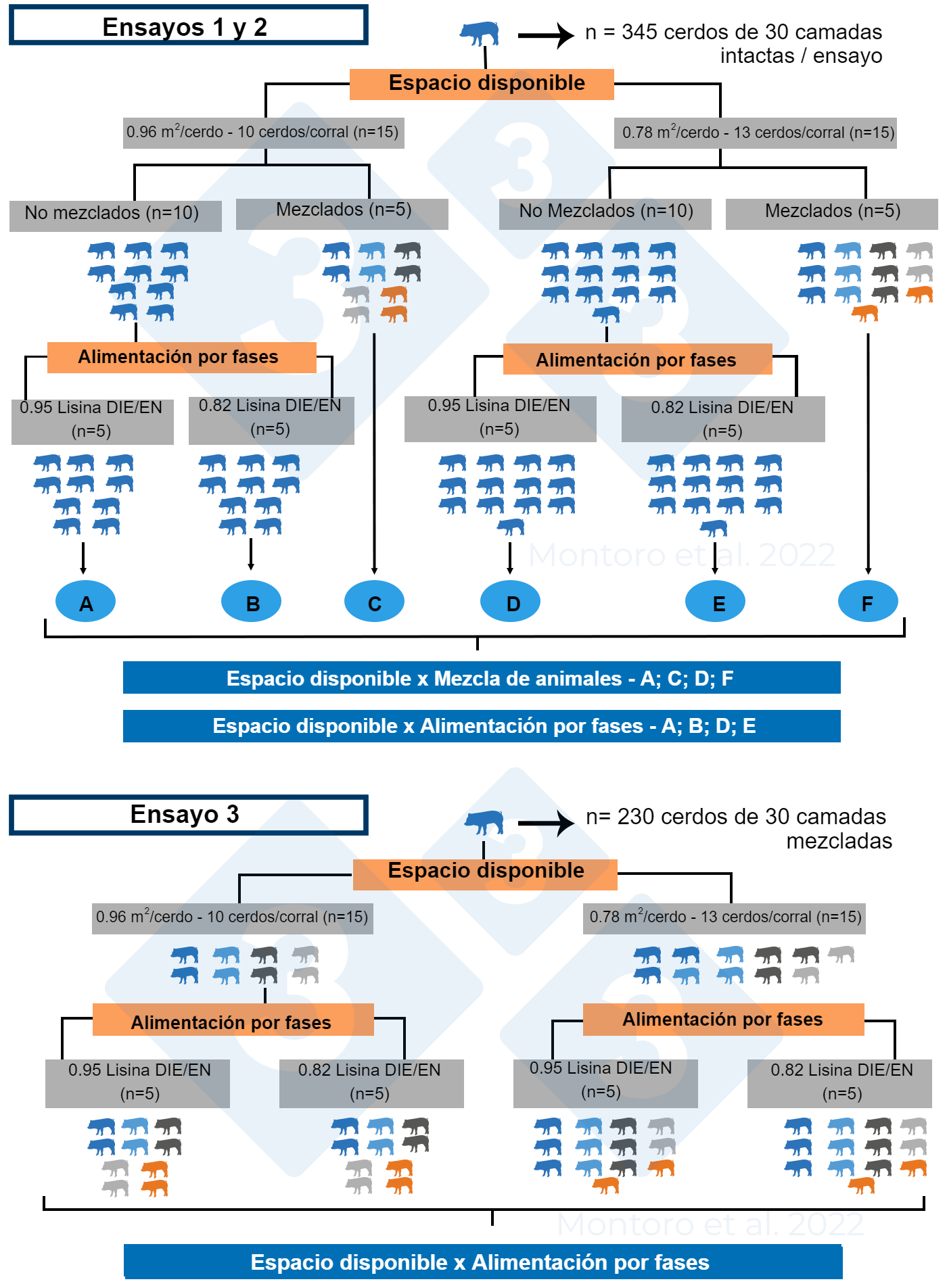 <p>Figura 2.&nbsp;Ilustraci&oacute;n esquem&aacute;tica del dise&ntilde;o experimental en los ensayos 1, 2 y 3. En los ensayos 1 y 2, el dise&ntilde;o experimental fue un arreglo factorial de dos 2 &times; 2 con&nbsp;espacio disponible x&nbsp;mezcla de animales y&nbsp;espacio disponible x&nbsp;alimentaci&oacute;n por fases como tratamientos, respectivamente. En el ensayo 3, el dise&ntilde;o experimental fue un arreglo factorial 2 &times; 2 con espacio disponible x alimentaci&oacute;n por fases como tratamiento&nbsp;y se aplic&oacute; la mezcla de animales a todos los corrales. Fuente: Montoro et al. 2022.</p>
