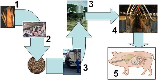 puntos críticos en el circuito alimentario