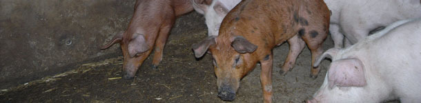 Material explorativo en cerdos