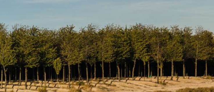 Granja Pedregales-Plantación de maderas nobles en mitad del desierto de los Monegros. 