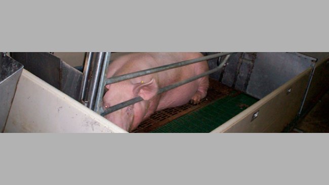 Posición de las jaulas de parto