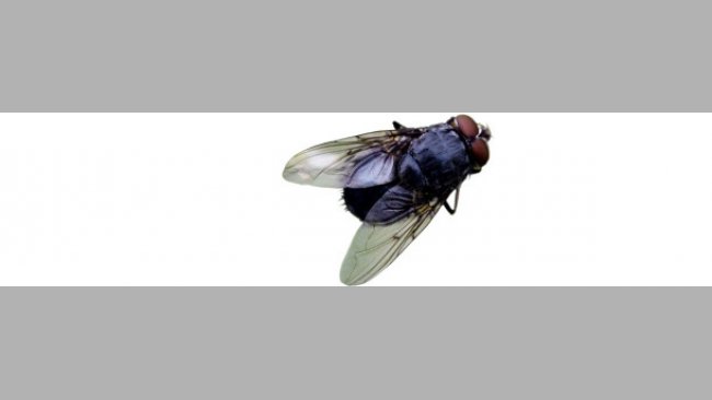 Mosca