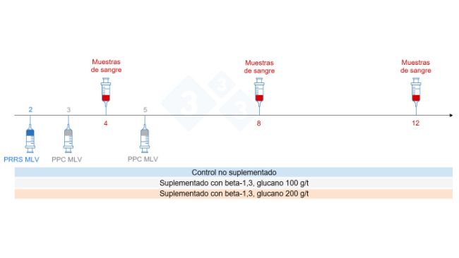 Figura 5: Dise&ntilde;o del ensayo: grupos, momento de vacunaci&oacute;n y recogida de muestras de sangre (Chuaychu et al., 2024). Adaptado por S. Casir&oacute; de Chuaychu et al., 2024.
