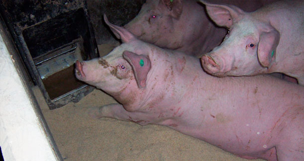 Desperdicio de pienso