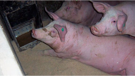 Desperdicio de pienso