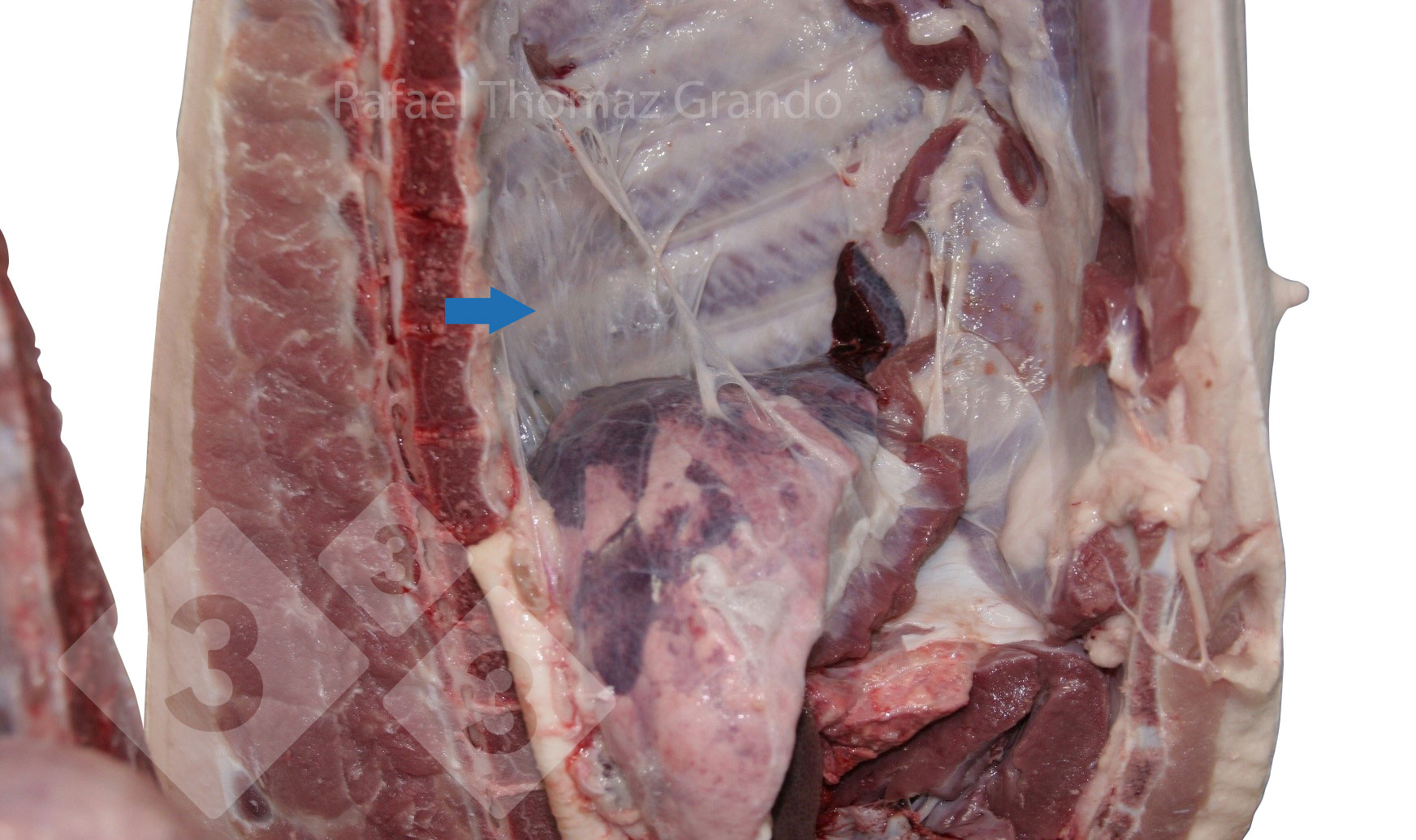 Figura 2. Pleuritis detectada en el sistema respiratorio porcino en el matadero