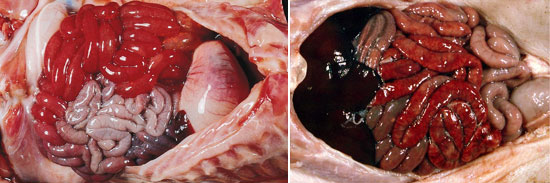 clostridiosis enteritis hemorragica