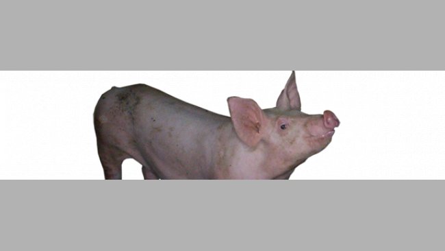 Cerdo con moscas