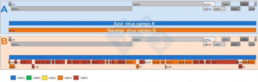 Figura 2: A) Representación esquemática de una comparación de dos secuencias genómicas completas del vPRRS recuperadas de muestras de suero agrupadas 15:1 con Ct de 18,4. Se estableció un virus de referencia (color azul). El nivel de similitud de nucleótidos entre los virus está representado por números en los recuadros rojos. B) Representación esquemática de una comparación de dos secuencias genómicas del vPRRS recuperadas de muestras de suero agrupadas 5:1 con Ct de 19,5. Se estableció un virus como cepa de referencia (color azul). El nivel de similitud de nucleótidos entre los fragmentos del genoma recuperados del segundo virus está codificado por colores y también representado por números en los recuadros rojos. Los genes del genoma del vPRRS están representados en la parte superior de ambos paneles A y B. Los ORF individuales presentes en una secuencia del genoma completo del vPRRS están representados en la parte superior de ambos paneles A y B.