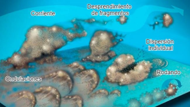 Figura 7. Las bacterias del biofilm pueden mobilizarse de muchas formas: Colectivamente ya sea en ondulaciones, rodando sobre la superficie o desprendiéndose en grupos o individualmente, dispersándose en la corriente. Fuente: Center for Biofilm Engineering, Montana State University