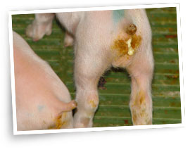 coccidiosis periné manchado de heces