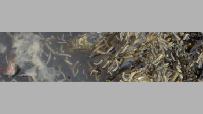 larvas de mosca