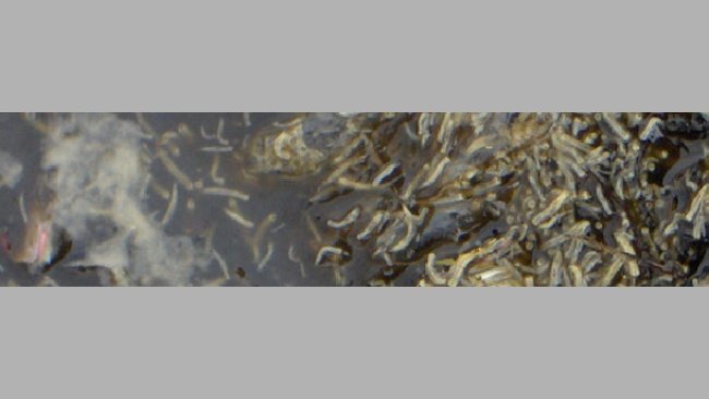 larvas de mosca
