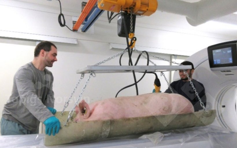 Figura 3. Con un sistema de camillas articuladas los animales son desplazados del &aacute;rea de preparaci&oacute;n al tom&oacute;grafo.
