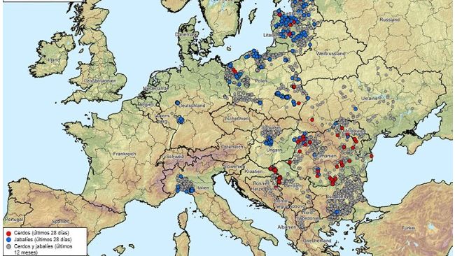 Figura 1. Brotes de&nbsp;peste porcina africana (genotipo II) en Albania, Pa&iacute;ses B&aacute;lticos, Bosnia-Herzegovina, Bulgaria, Alemania, Grecia, Italia, Kosovo, Croacia, Moldavia, Montenegro, Macedonia del Norte, Polonia, Rumania, Suecia, Serbia, Eslovaquia, Rep&uacute;blica Checa, Ucrania y Hungr&iacute;a (20/08/2024 al 20/08/2025). Fuente de los datos: ADIS, TSN (a 20/08/2025 - 08:40)
