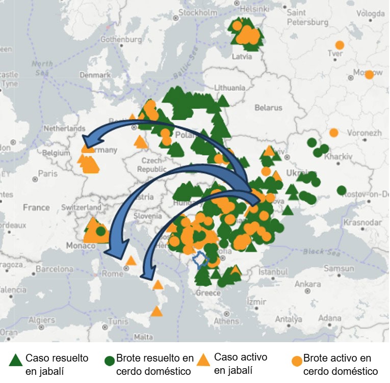 Figura 1. Ruta probable del virus de la PPA hacia las agrupaciones en Lacio, Campania y Renania del Norte-Westfalia