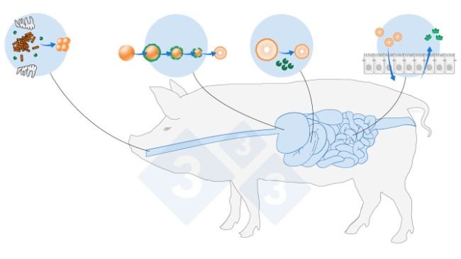 Figura 1. Resumen simplificado de la digestión de lípidos: emulsificación, hidrólisis y absorción (Adaptado de De Wealleans et al., 2021)