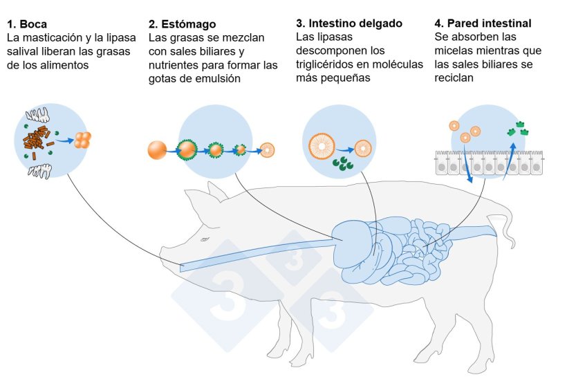 Figura 1. Resumen simplificado de la digesti&oacute;n de l&iacute;pidos: emulsificaci&oacute;n, hidr&oacute;lisis y absorci&oacute;n (Adaptado de De Wealleans et al., 2021)
