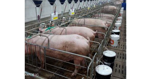 Imagen 2. Evaluaci&oacute;n de la excreci&oacute;n de orina para el control del Ca y P
