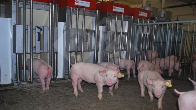 Imagen 1. Comederos individuales que permiten a los cerdos entrar de uno en uno para solicitar alimento. Cada cerdo es identificado mediante crotales con transpondedores pasivos, lo que permite al comedero reconocer al individuo y proporcionar dietas diarias adaptadas a las necesidades específicas de cada animal