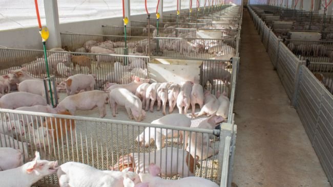 Foto: Tiago Rafael/ACCS