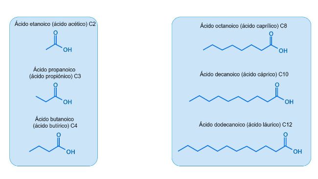 Imagen 1.&nbsp;Estructura de los AGCC y AGCM m&aacute;s utilizados en nutrici&oacute;n porcina.
