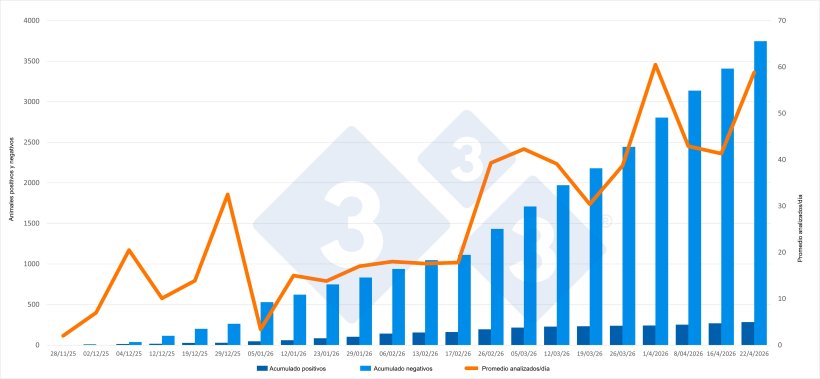 Evoluci&oacute;n del brote de PPA en Catalunya, datos acumulados excepto para promedio de animales analizados/d&iacute;a. Fuente: 333 a partir de las actualizaciones emitidas por el MAPA. 