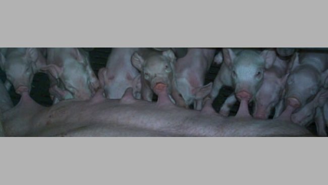 2010818_cetosis