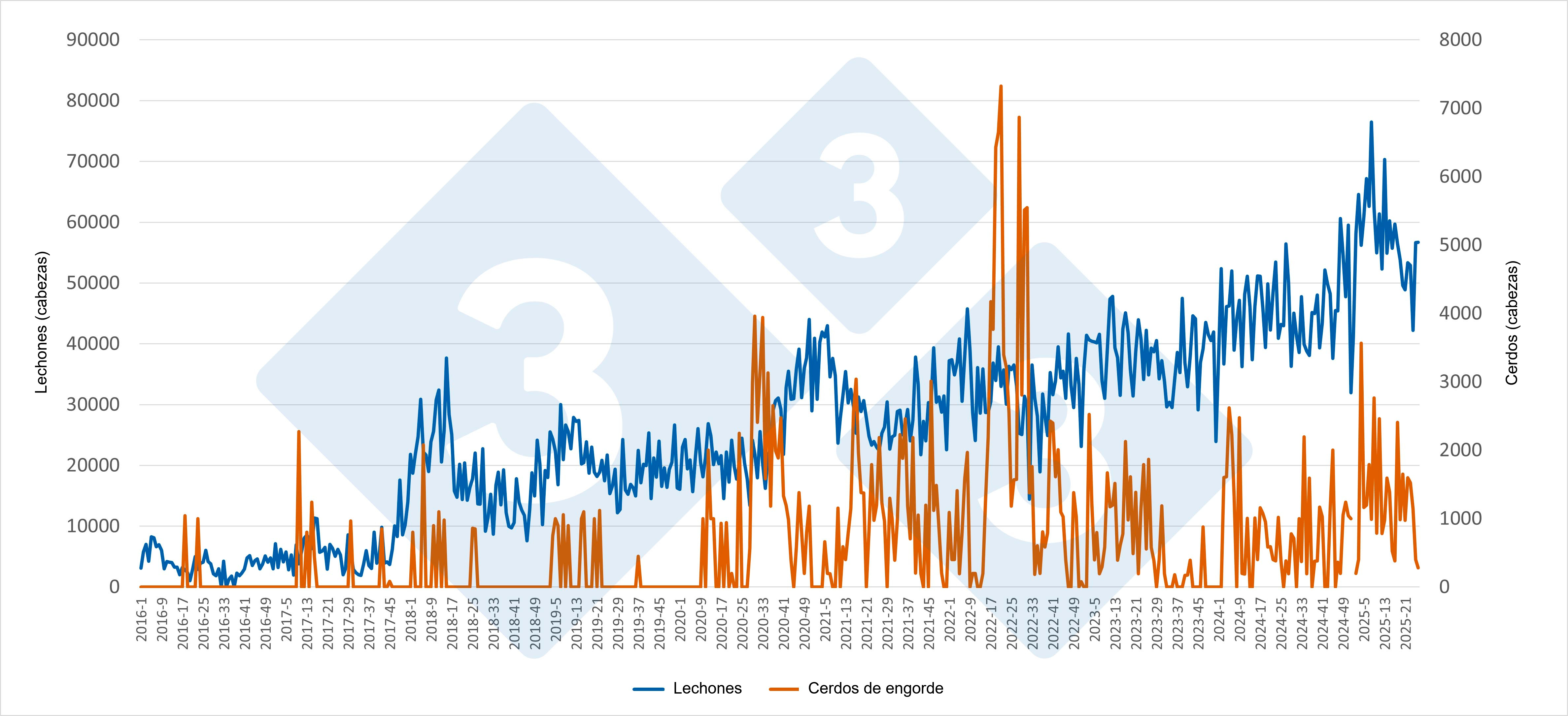 Evolución semanal de las importaciones españolas de lechones y cerdos de engorde procedentes de Países Bajos (enero 2016 – junio 2025). Fuente: Redacción 333 a partir de datos del RVO.