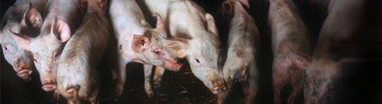 Cerdos-con-desmedro