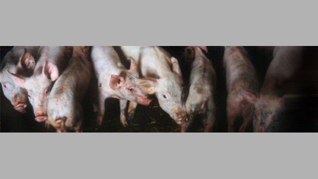 Cerdos de engorde afectados por PMWS