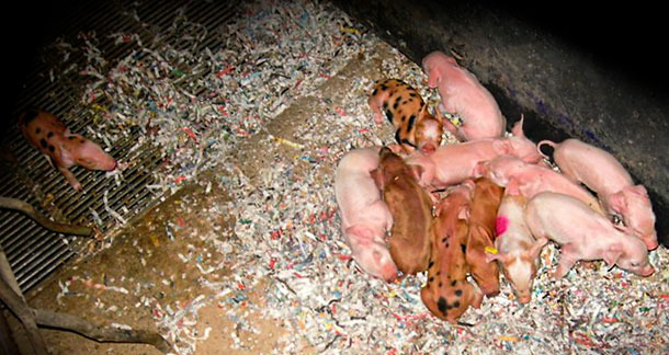 lechones con frío 1