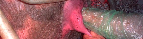 Inseminación Artificial