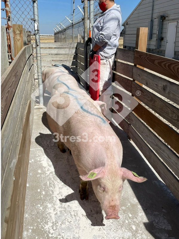 Figura 3: Movimiento de animales en grupos pequeños, con elementos adecuados para la seguridad de trabajadores y animales.