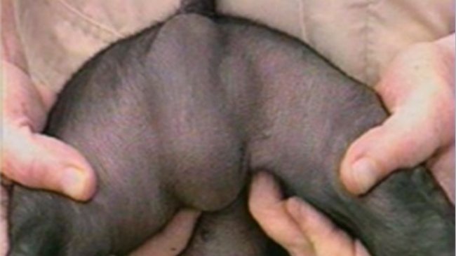 Hernias y criptorquidia