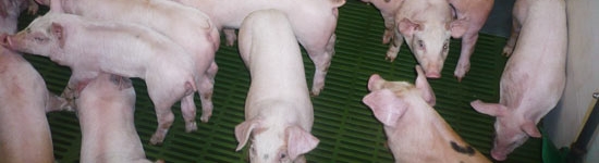 Como no hab&iacute;a mejora se decidi&oacute; mandar 5 lechones al laboratorio Servei de Diagn&ograve;stic de Patologia Veterin&agrave;ria en la Facultat de Veterin&agrave;ria de la Universitat Aut&ograve;noma de Barcelona, ya que la cl&iacute;nica observada en la granja era poco concluyente.