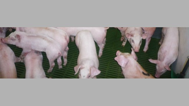 Como no había mejora se decidió mandar 5 lechones al laboratorio Servei de Diagnòstic de Patologia Veterinària en la Facultat de Veterinària de la Universitat Autònoma de Barcelona, ya que la clínica observada en la granja era poco concluyente.